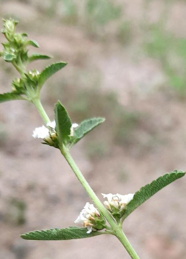 Lippia turbinata flower