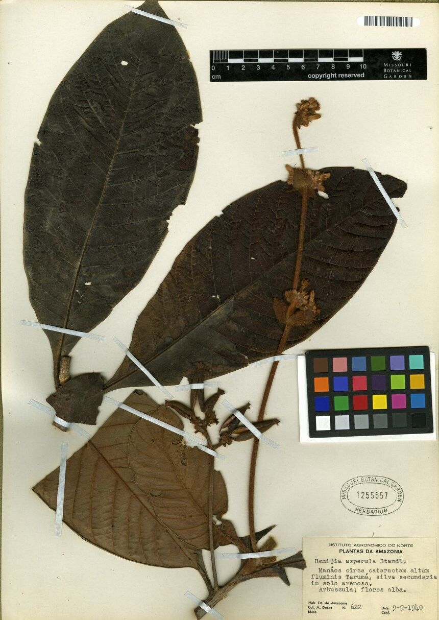 Remijia asperula — search result for 'Asperula'