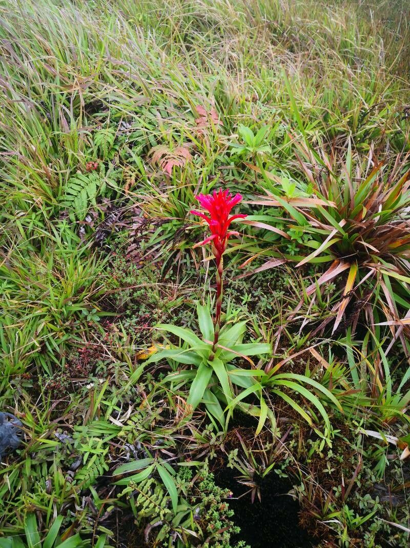 Pitcairnia bifrons — related species from the same genus