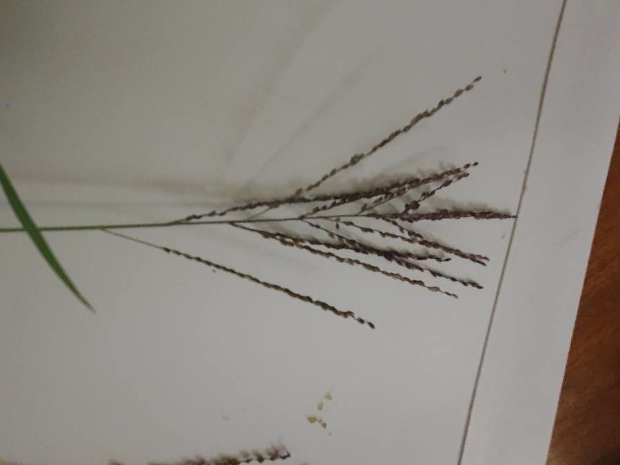 Digitaria velutina flower