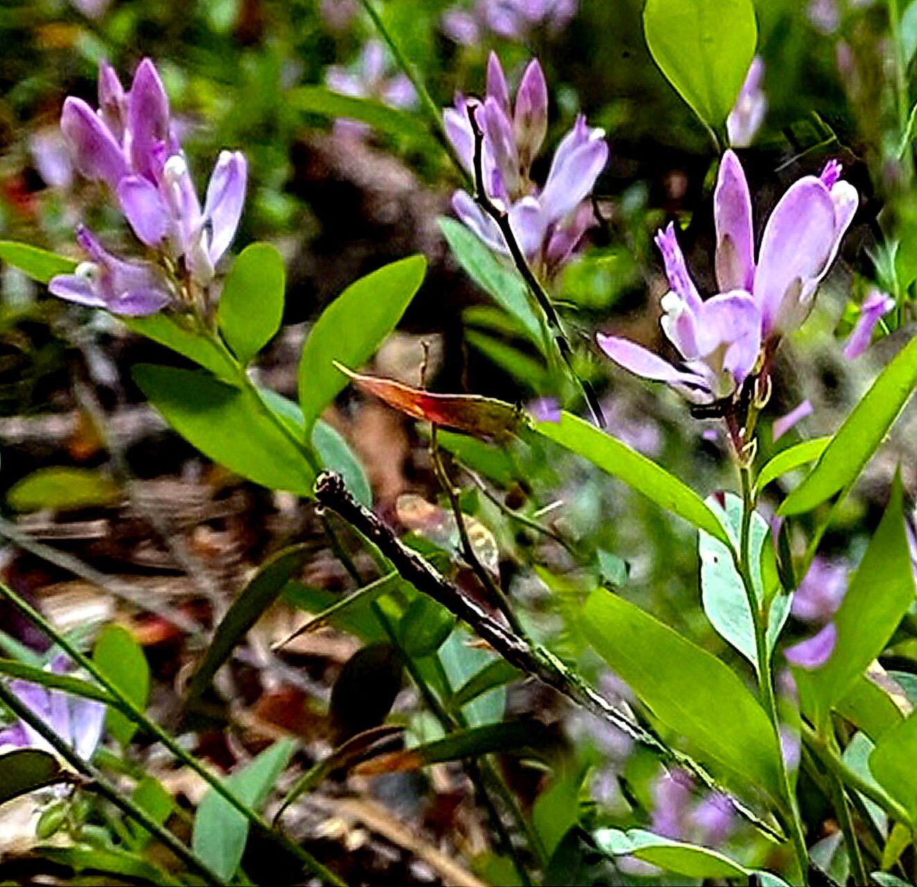 Rhinotropis californica — related species from the same genus