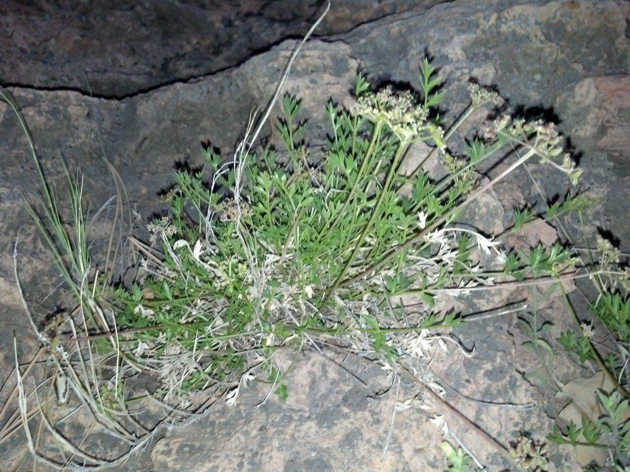 Cymopterus hallii habit