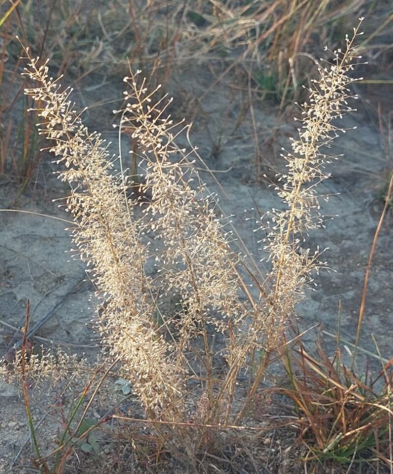 Eragrostis unioloides habit