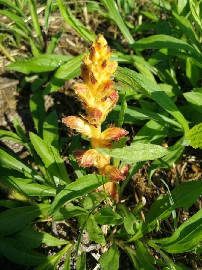 Orobanche gracilis fruit