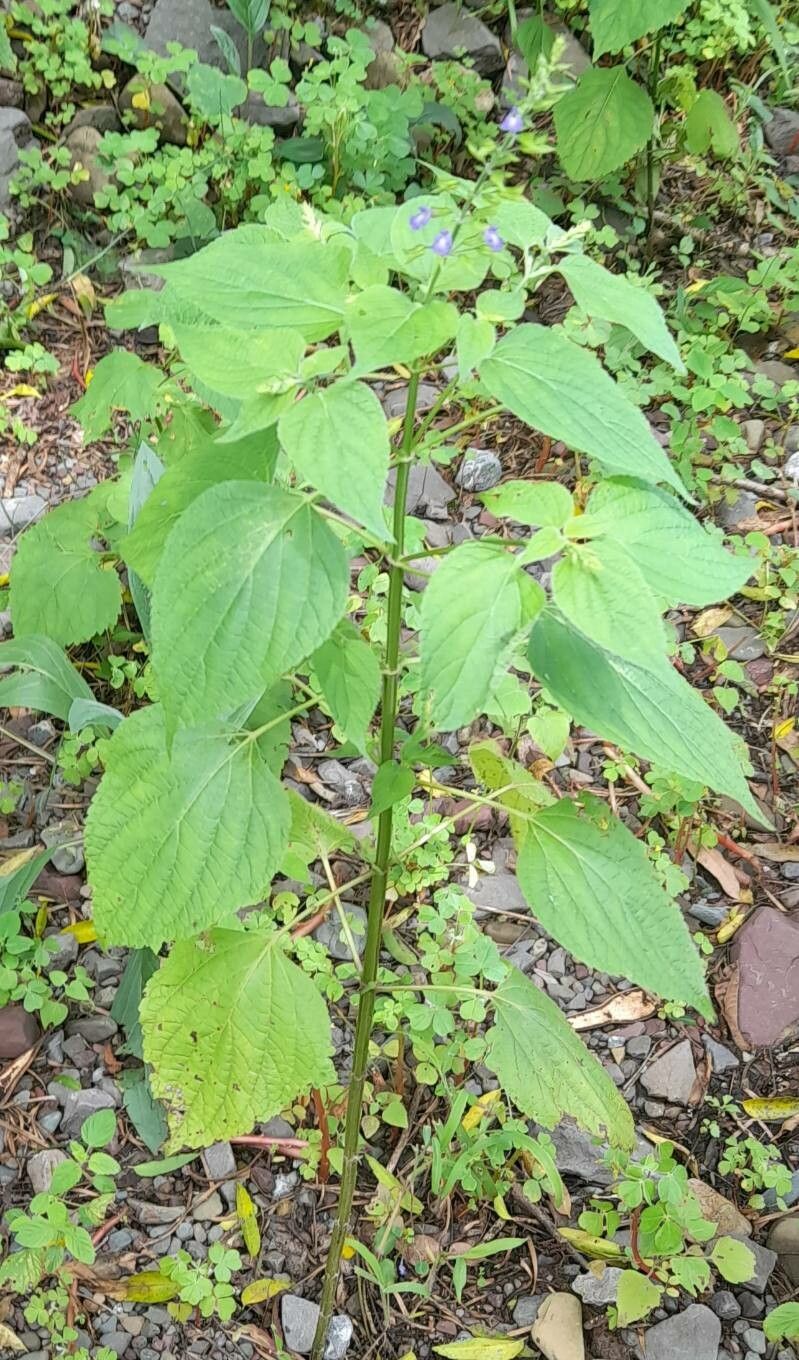 Salvia personata habit