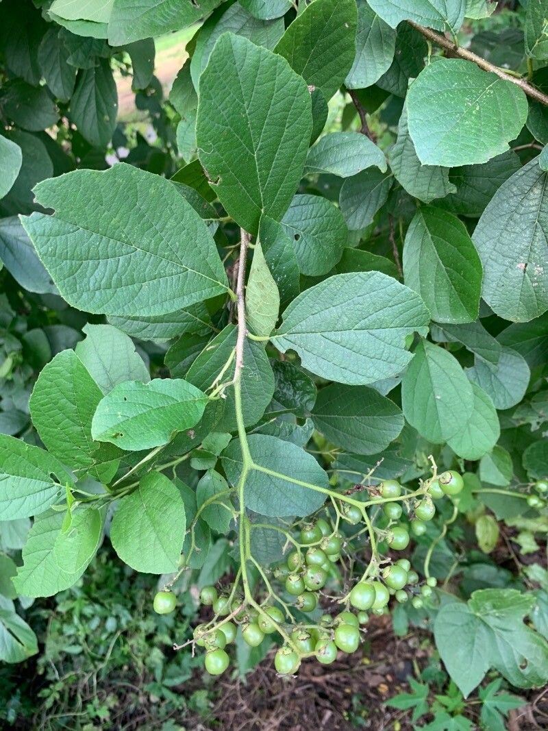 Cordia dentata fruit