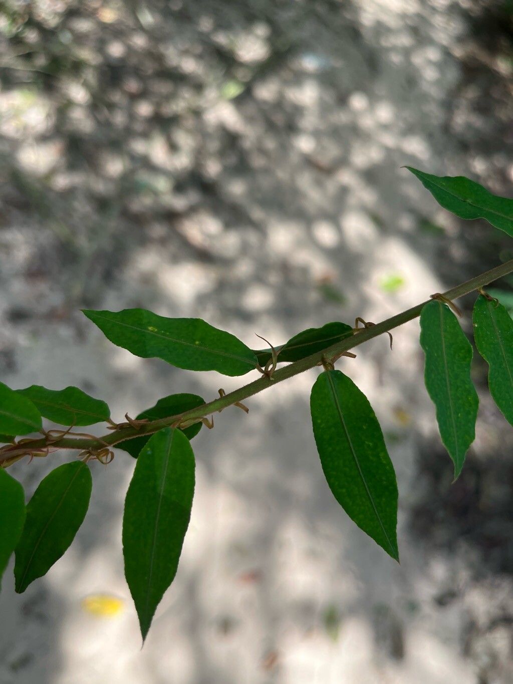 Mabea angustifolia — related species from the same genus