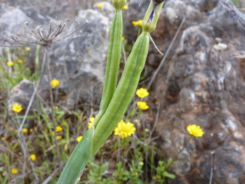 Iris xiphium fruit