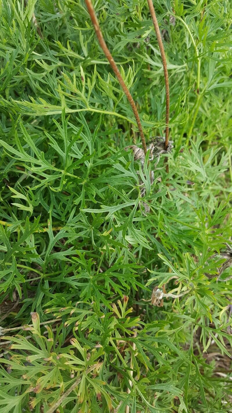 Pulsatilla nigricans — search result for 'Denmark'