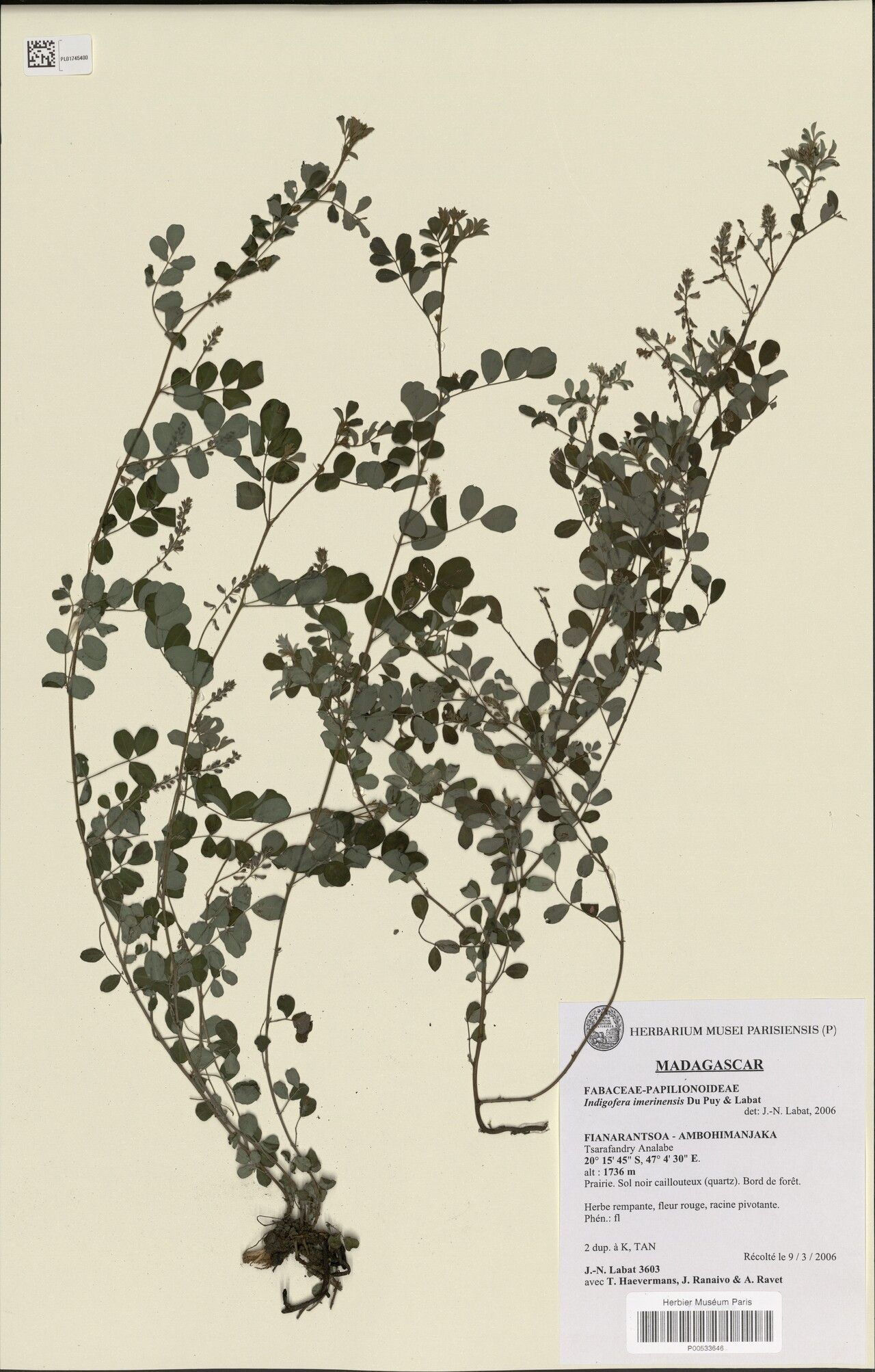 Indigofera imerinensis — search result for 'Indigofera'