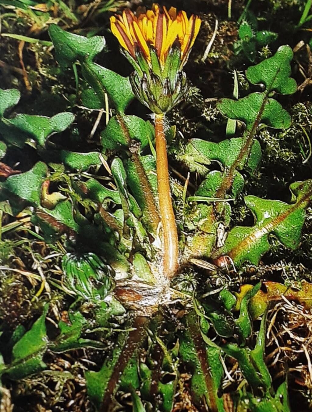 Taraxacum nordstedtii — search result for 'Taraxacum'