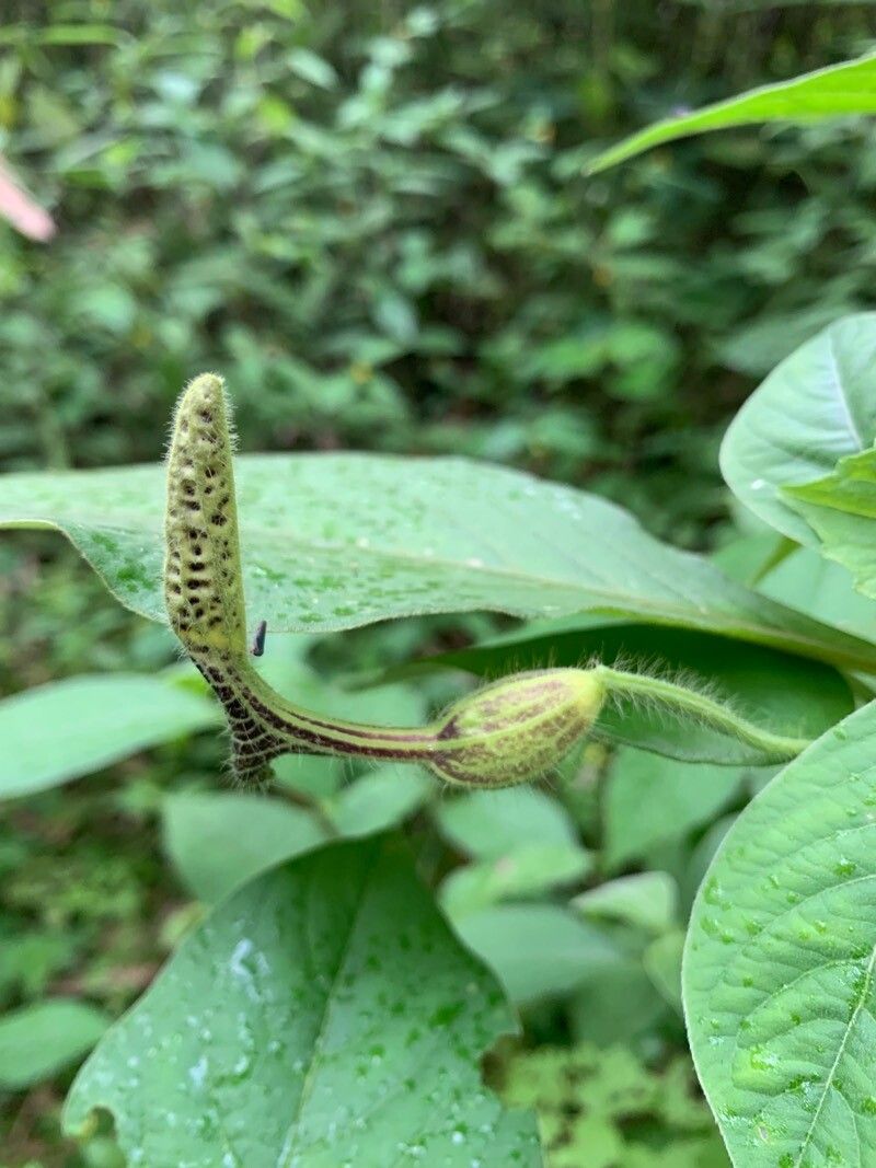 Aristolochia pilosa flower