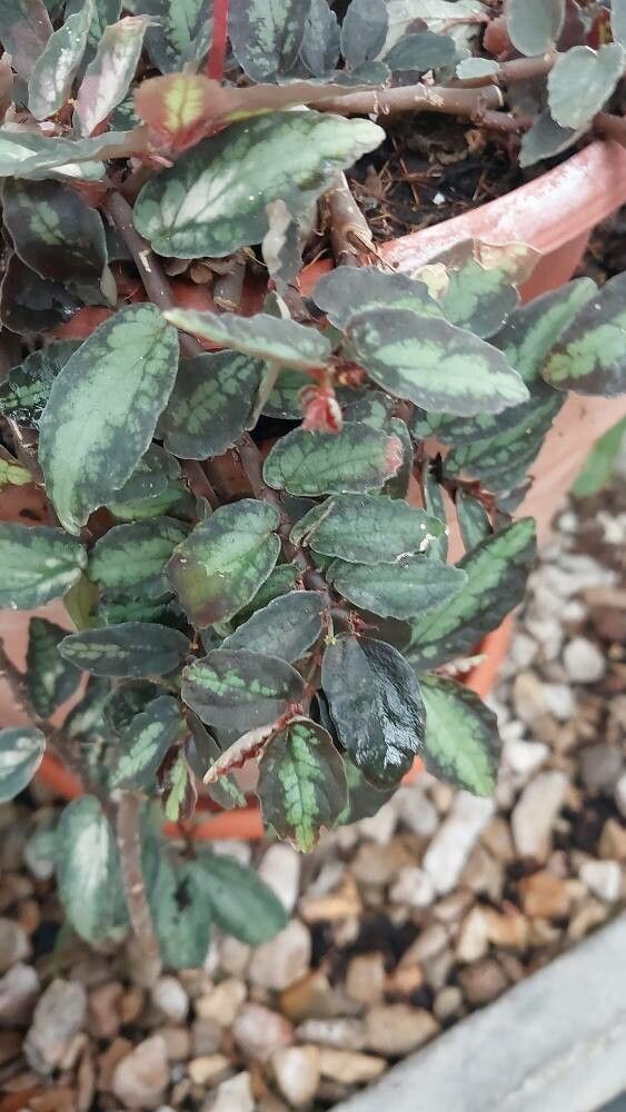 Miconia dodecandra — search result for 'Miconia'