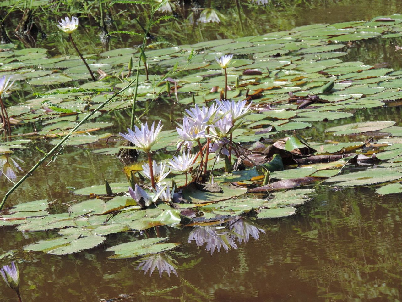 Nymphaea elegans habit
