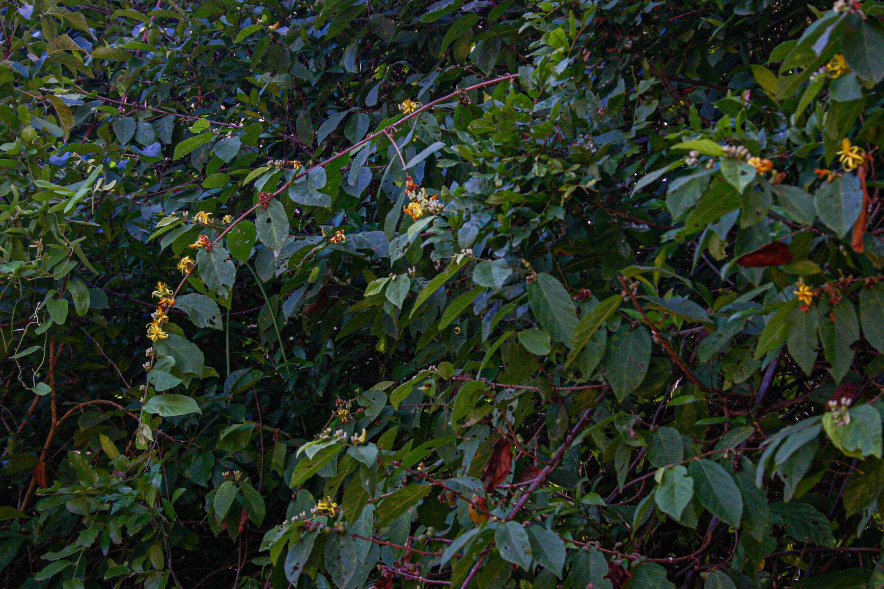 Grewia forbesii habit