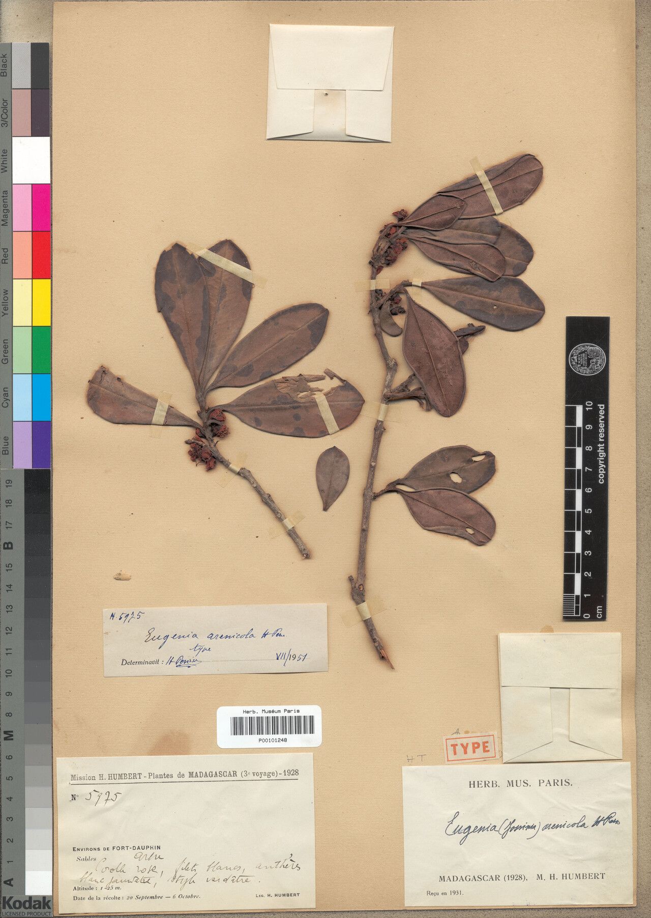 Eugenia arenicola — houseplant care guide