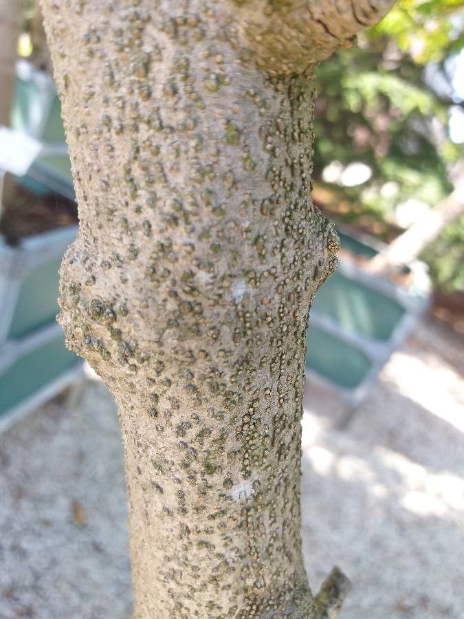 Bosea yervamora bark