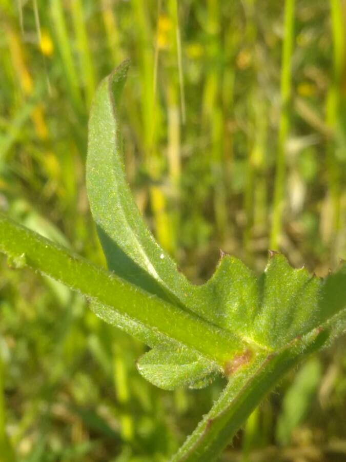 Centaurea napifolia leaf