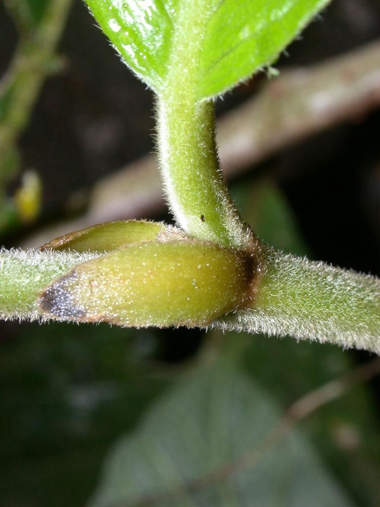 Dichapetalum rugosum bark