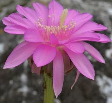 Lobivia obrepanda flower