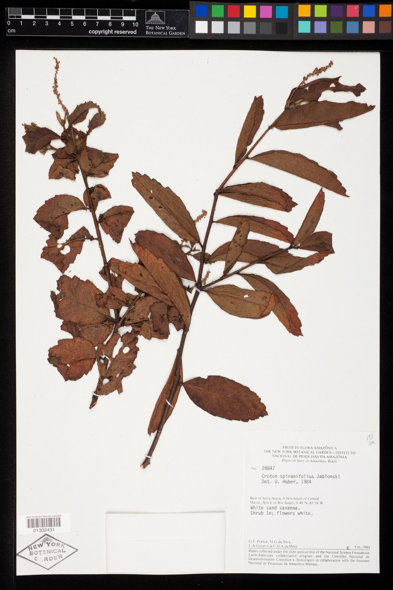 Croton spiraeifolius — houseplant care guide