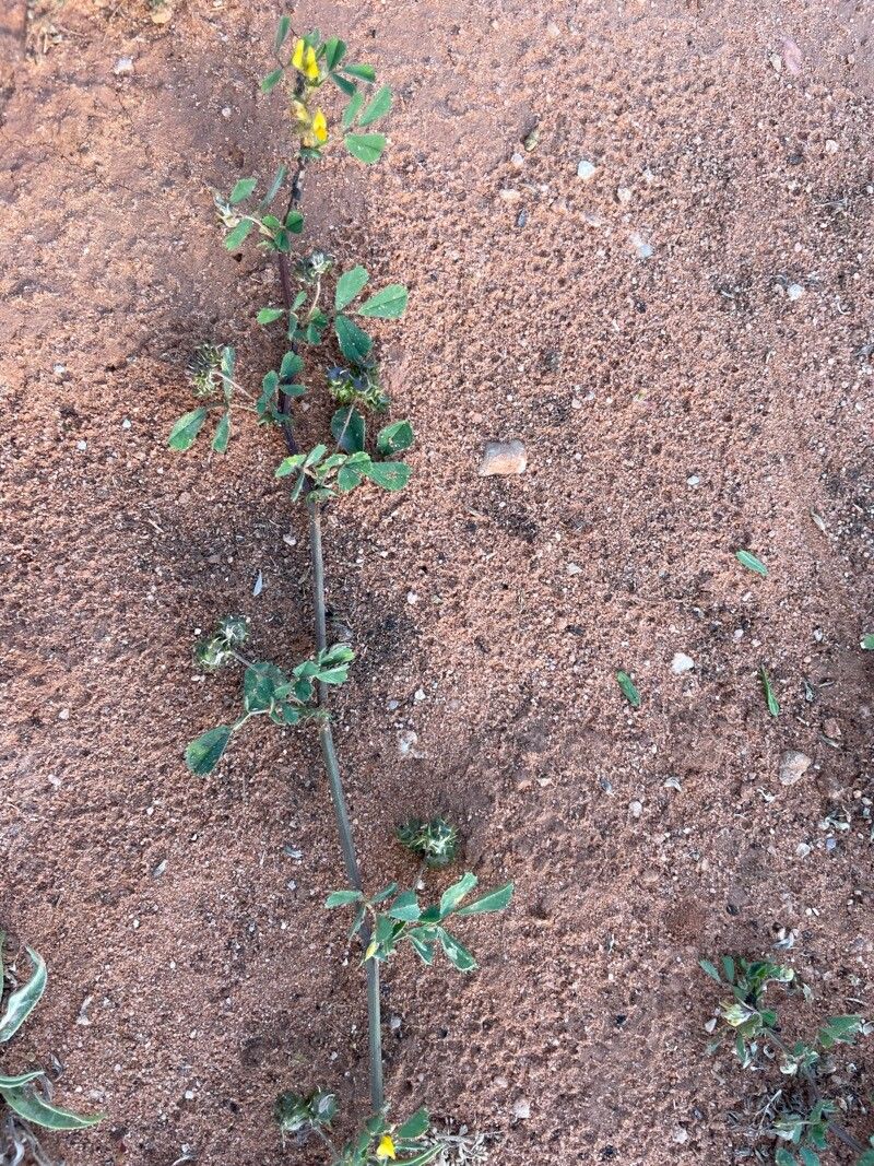 Medicago doliata leaf