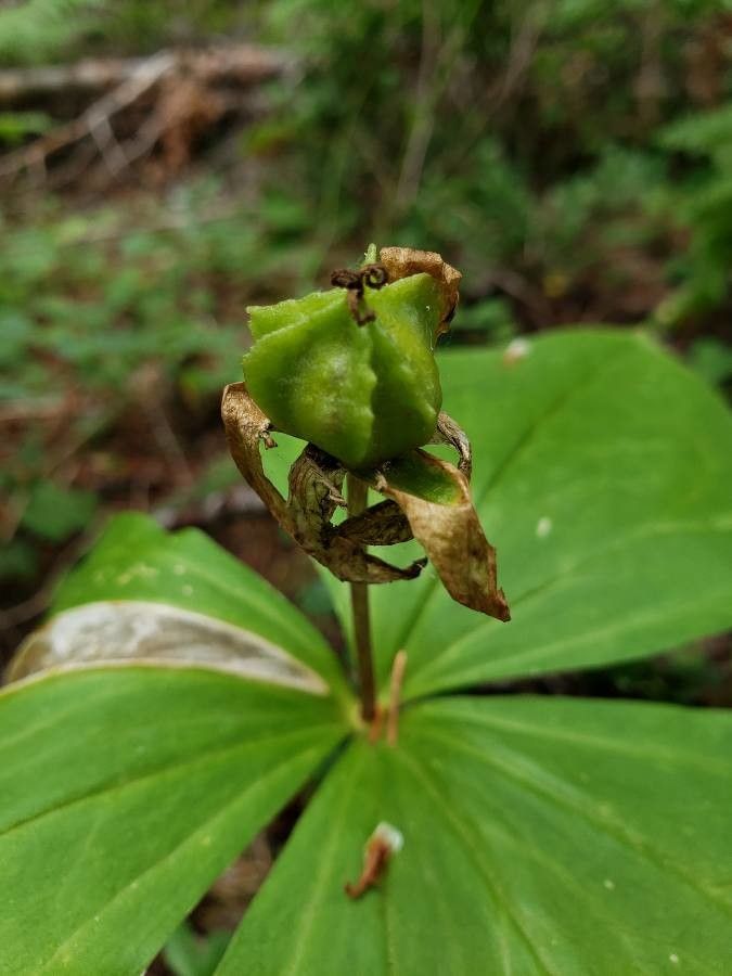 Trillium ovatum fruit