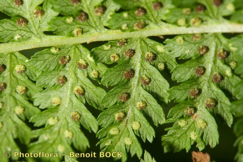 Athyrium × reichsteinii — houseplant care guide