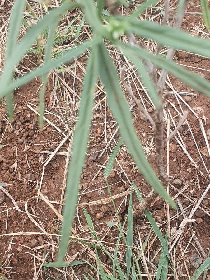 Heliotropium longiflorum leaf