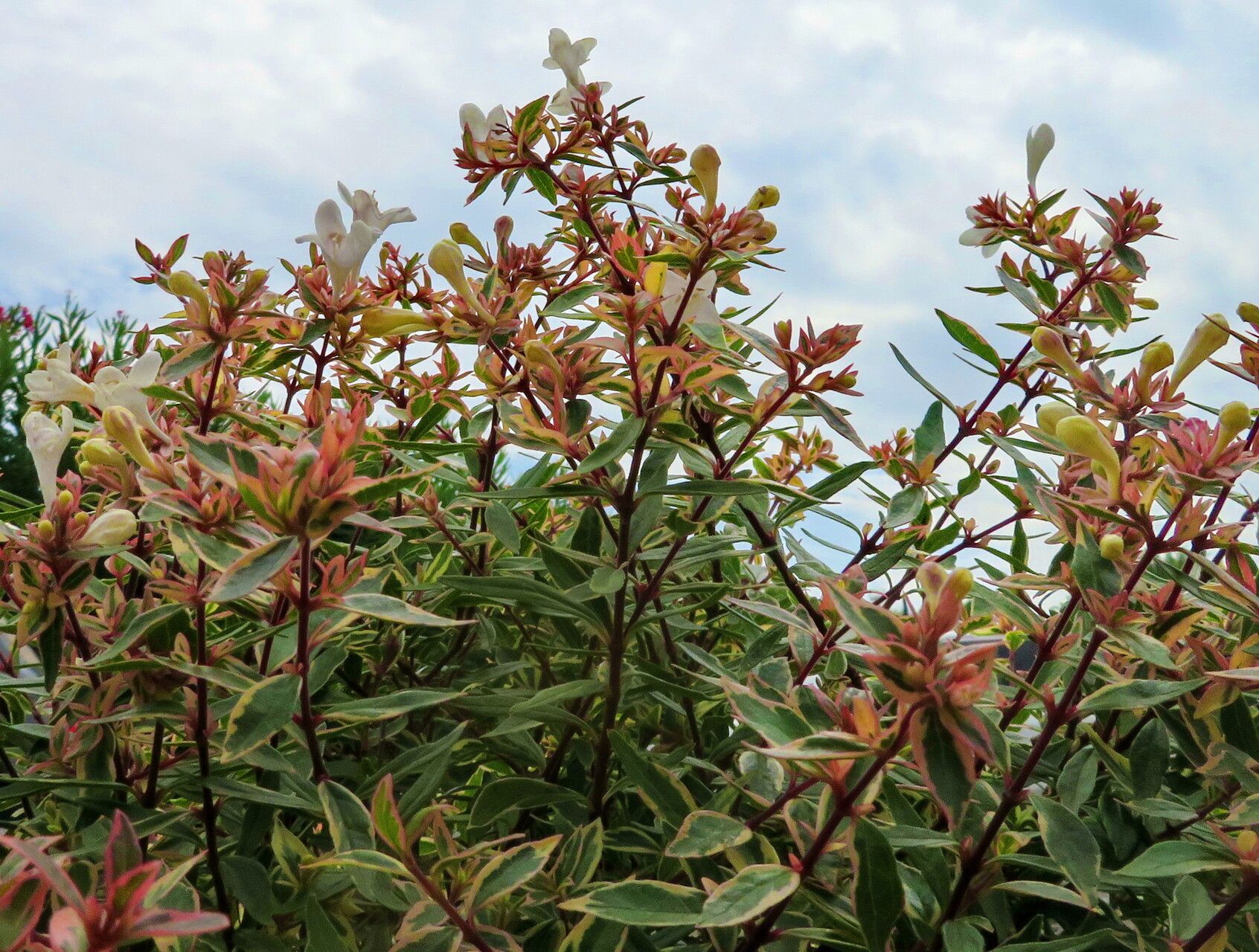 Zabelia biflora habit