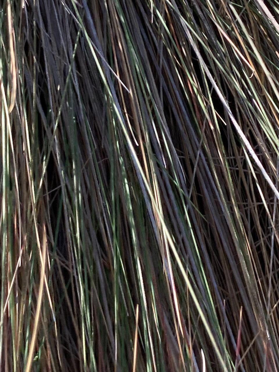 Festuca asplundii — search result for 'Festuca'