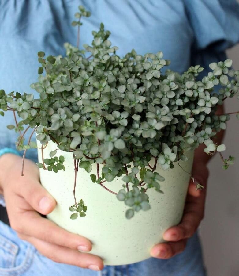 Pilea multiflora leaf
