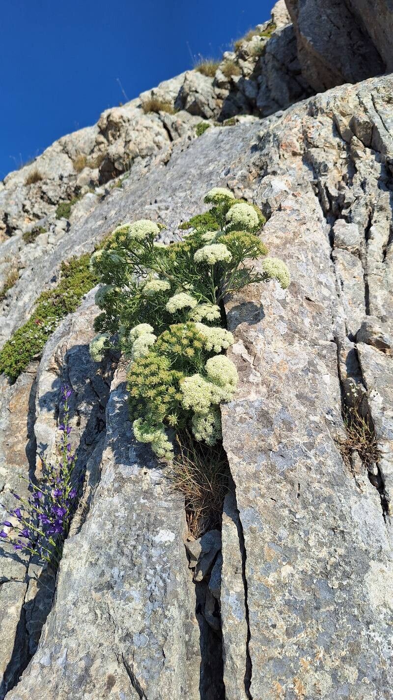 Athamanta densa — related species from the same genus