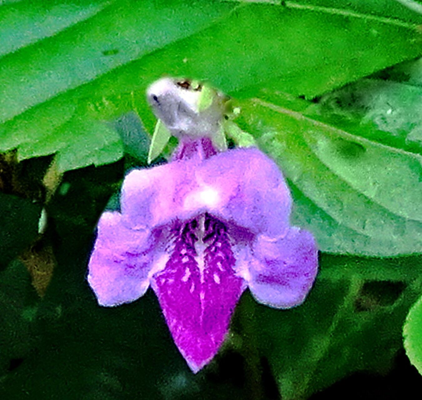 Asystasia dalzelliana — search result for 'Asystasia'