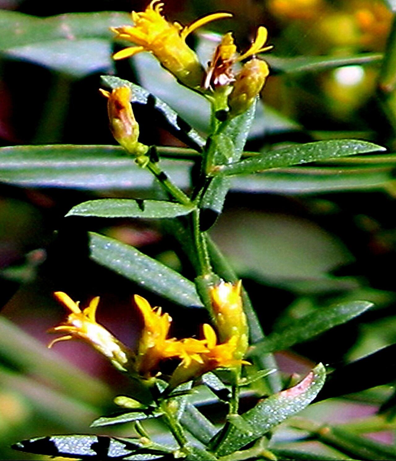 Euthamia scabra — houseplant care guide