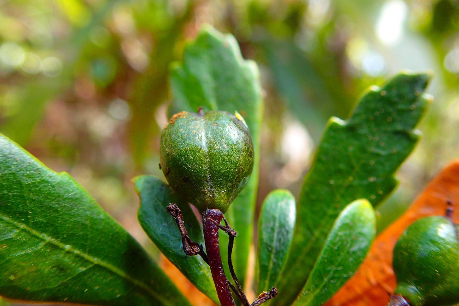 Pittosporum xanthanthum fruit