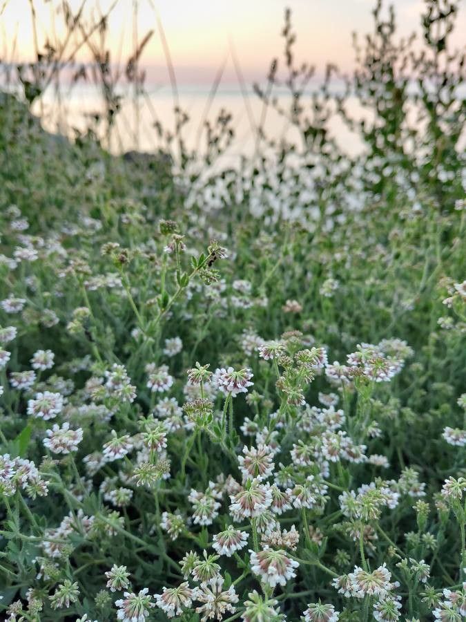 Dorycnium herbaceum habit