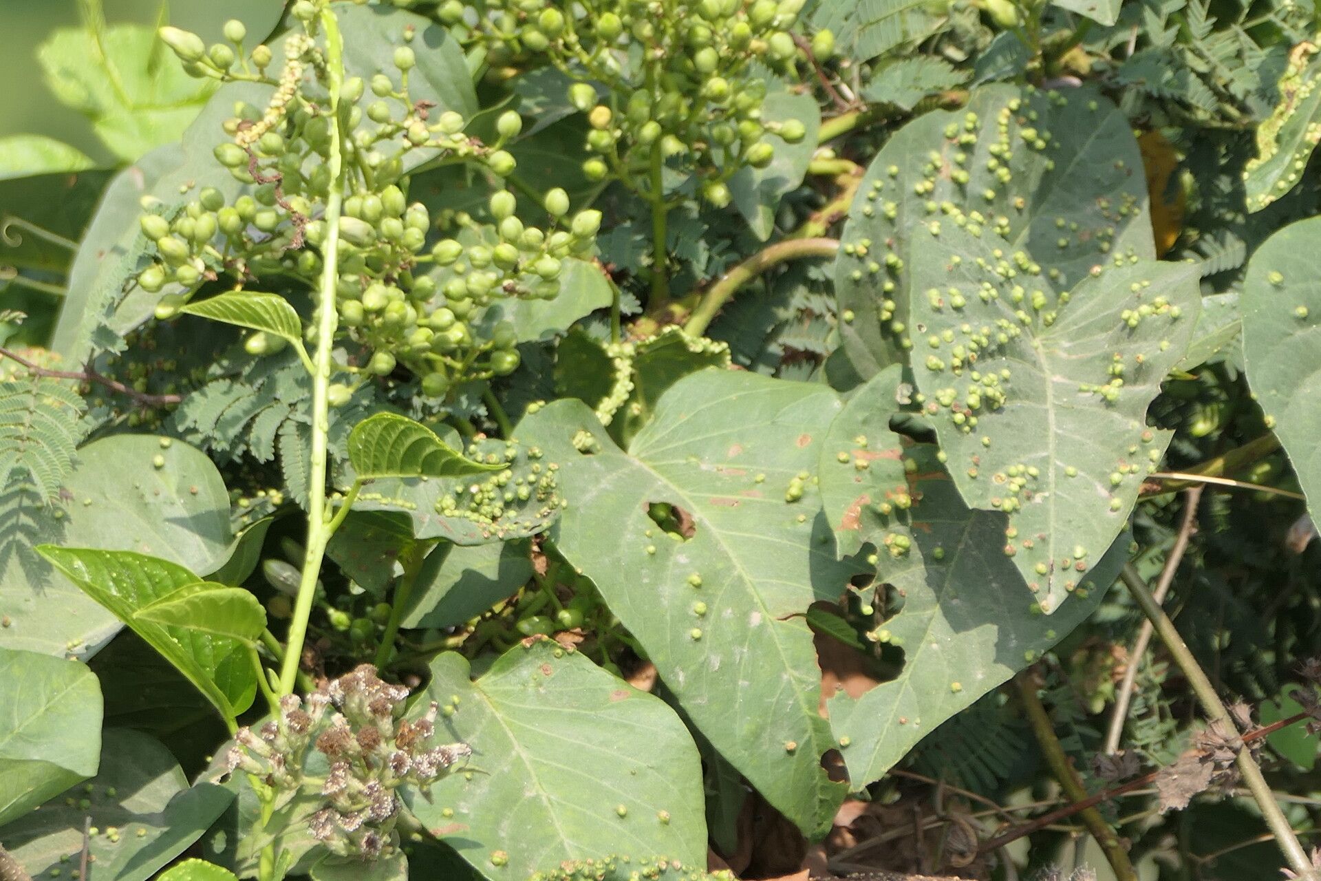 Ipomoea staphylina leaf