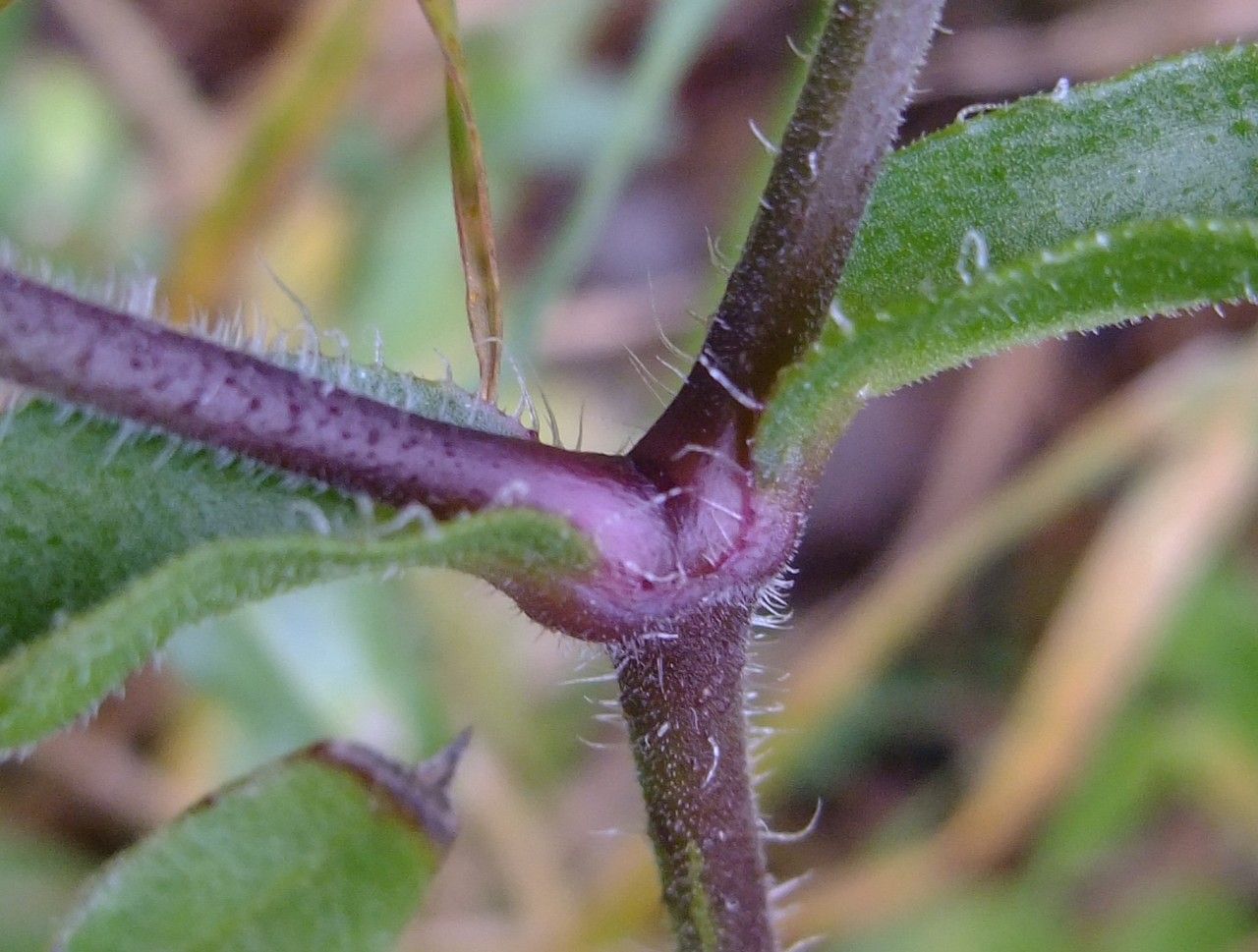 Silene lagunensis bark