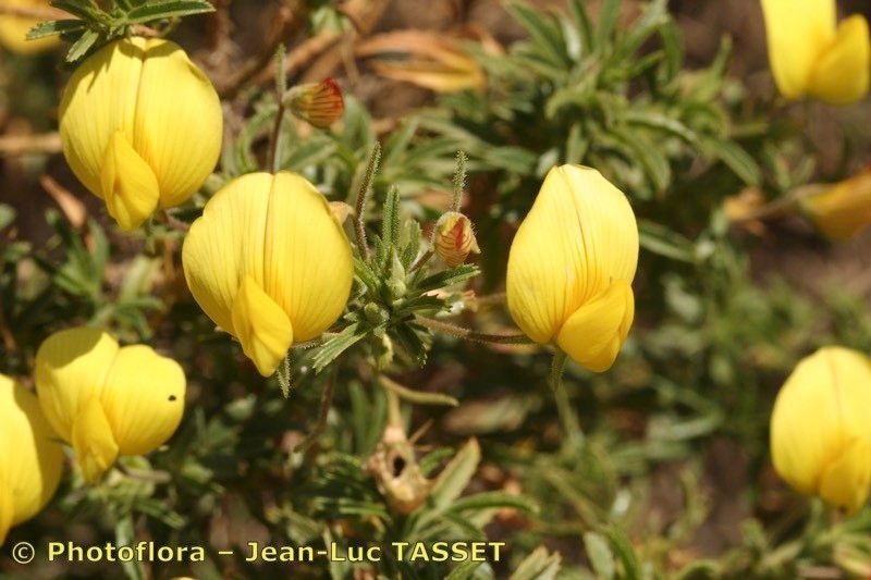 Ononis angustissima flower