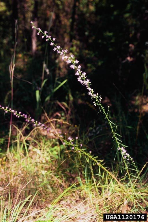 Liatris pilosa habit