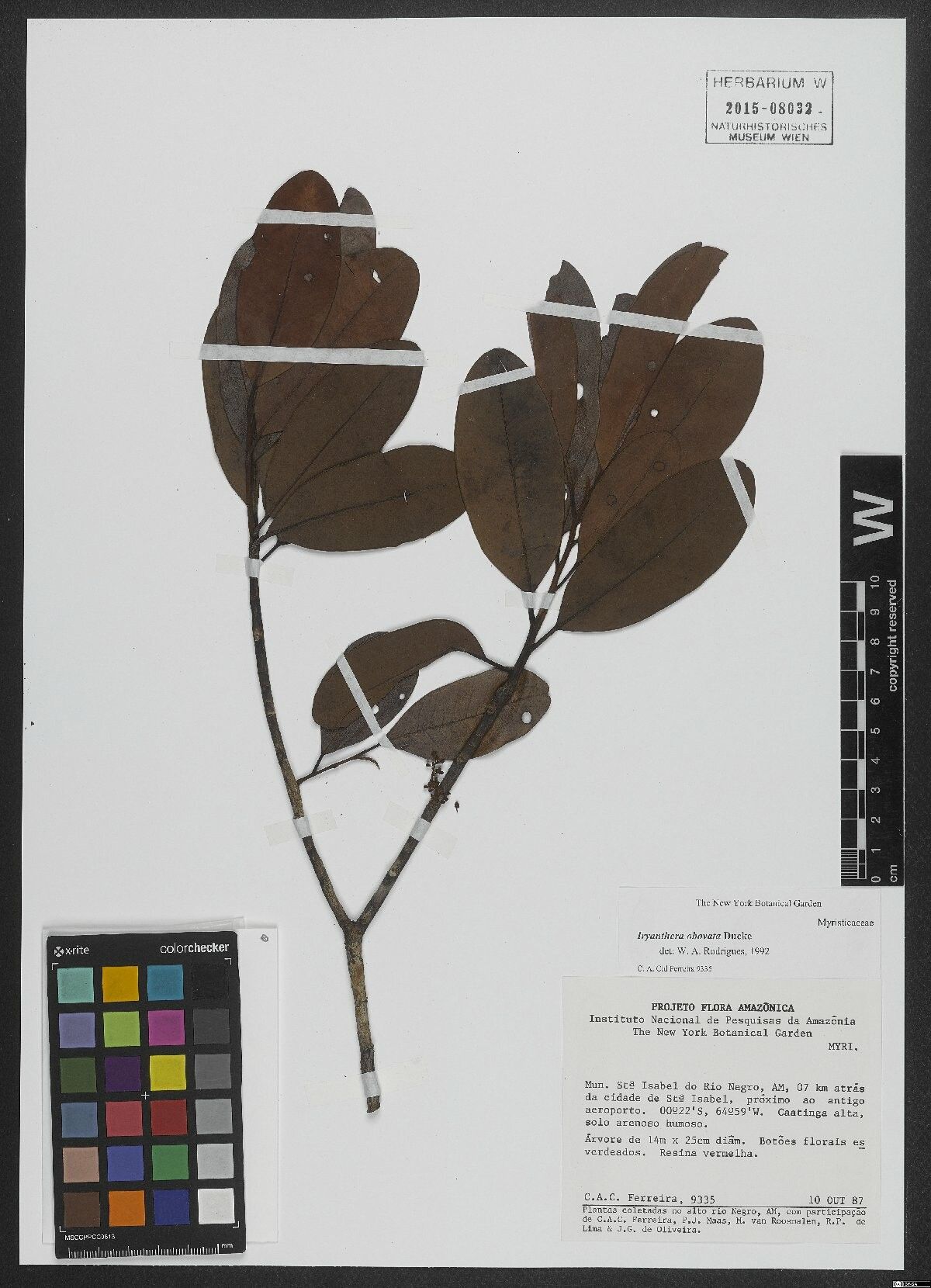 Iryanthera obovata — houseplant care guide