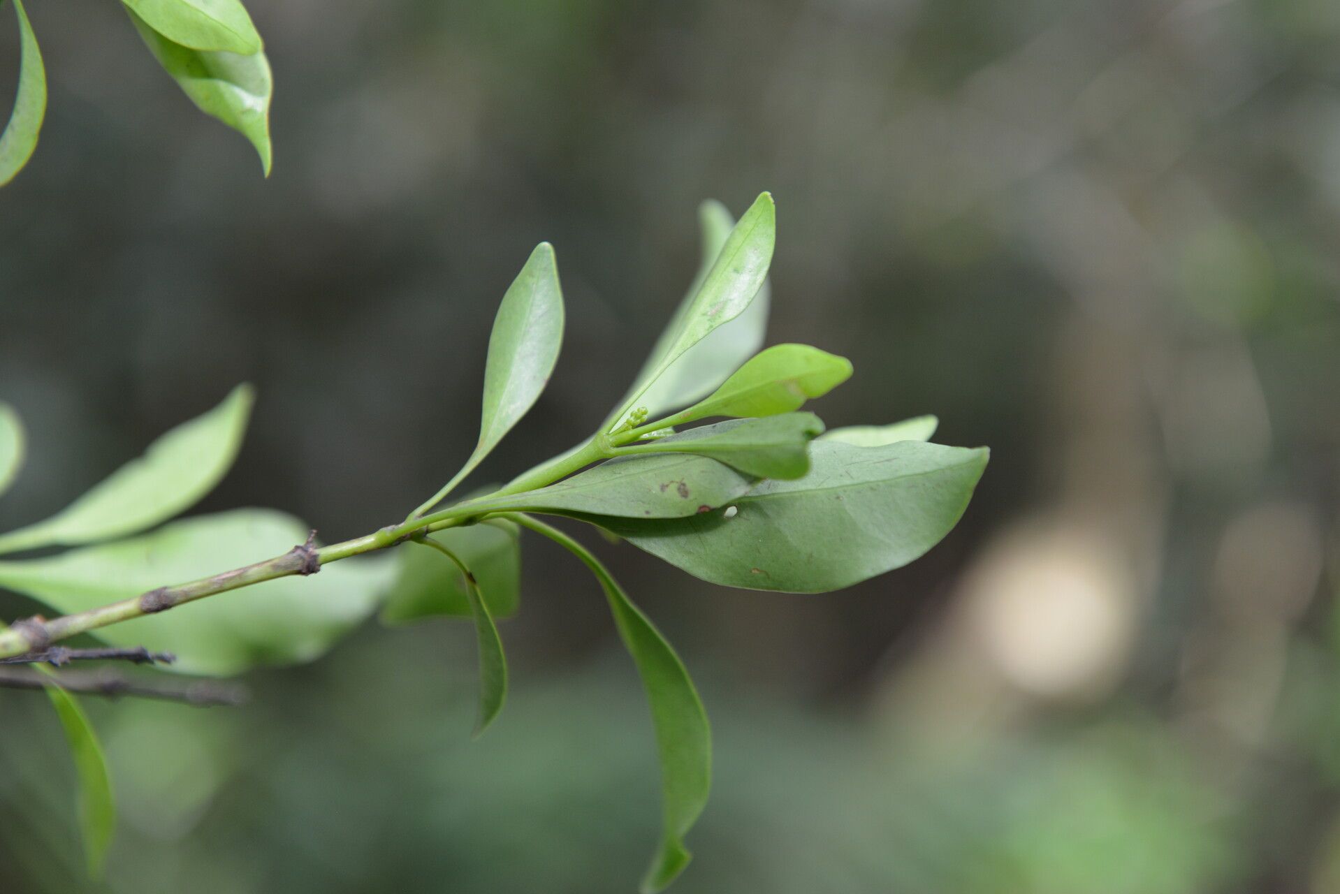 Chiococca pachyphylla — related species from the same genus