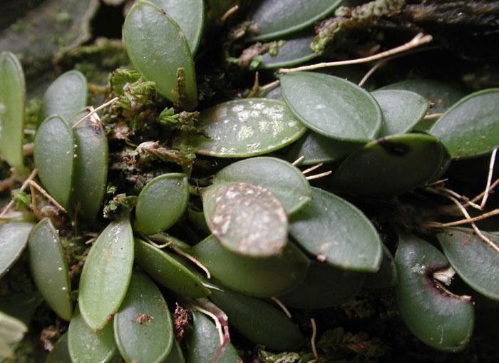 Specklinia lugduno-batavae — search result for 'Specklinia'