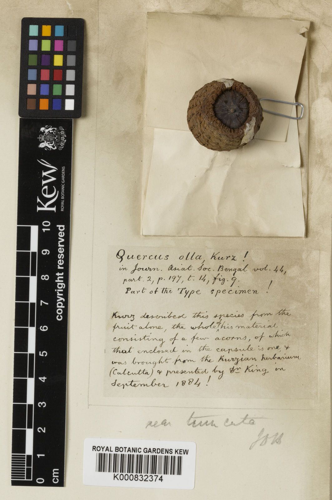 Lithocarpus ollus — search result for 'Lithocarpus'