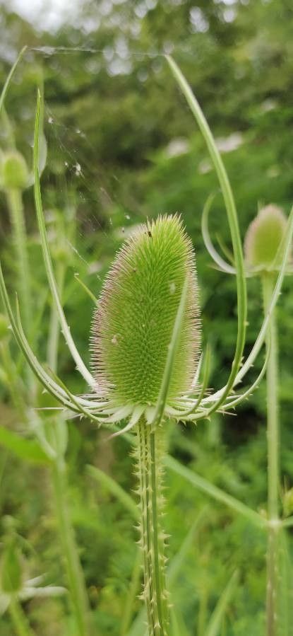 Dipsacus laciniatus