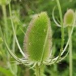 Dipsacus laciniatus
