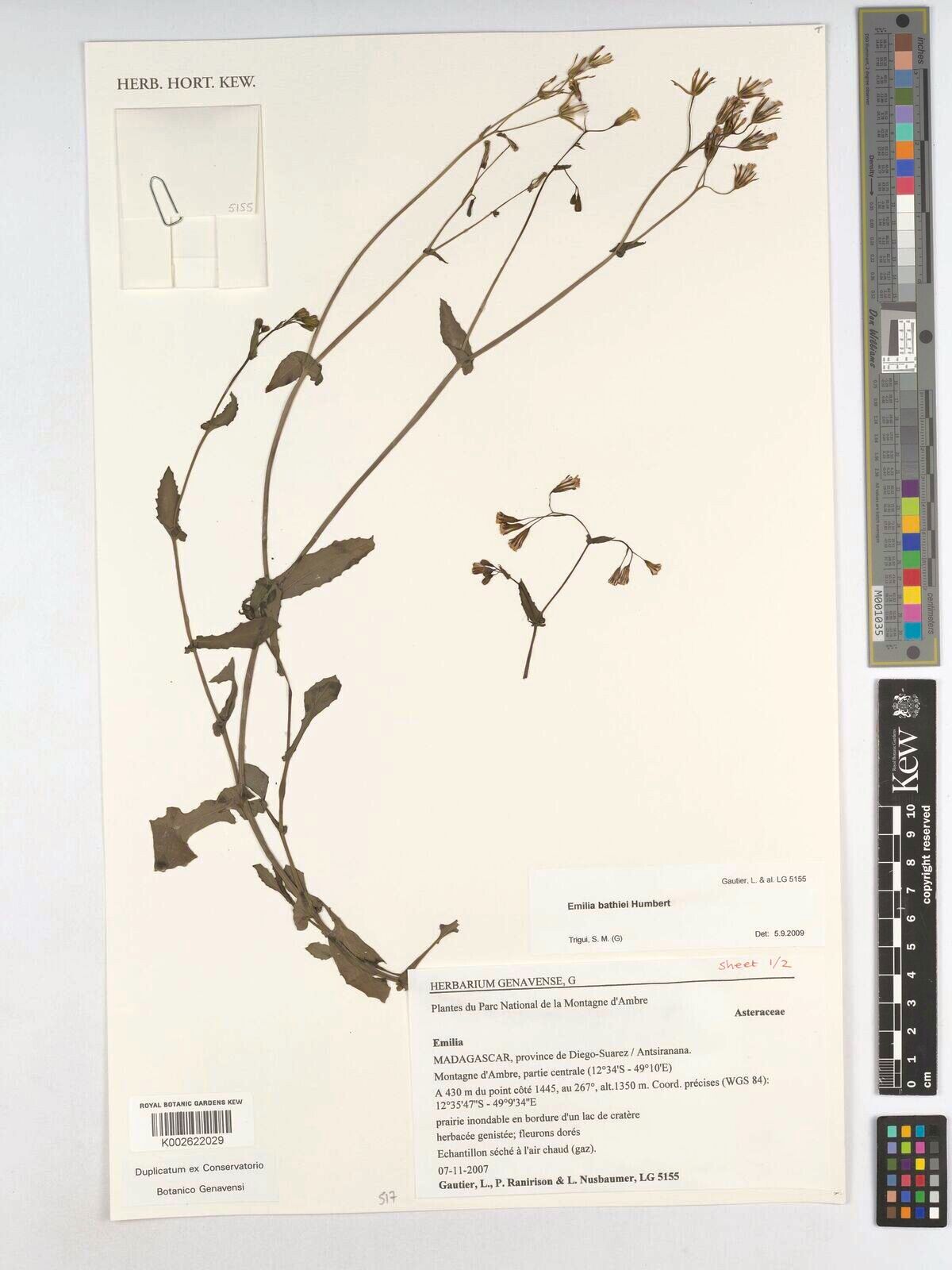 Emilia bathiei — houseplant care guide