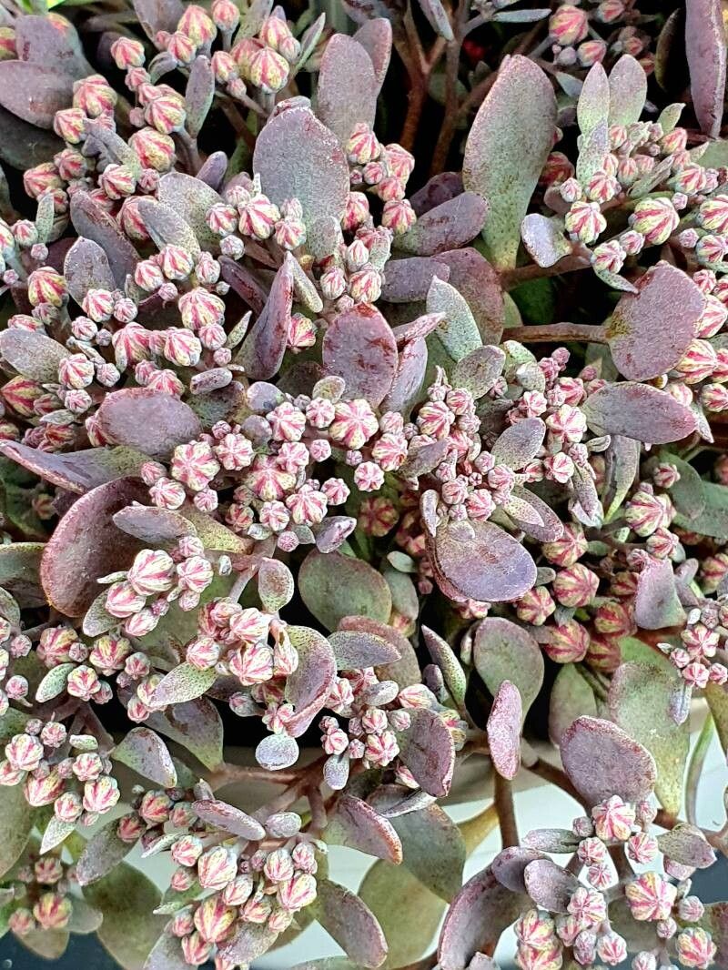 Hylotelephium cyaneum habit