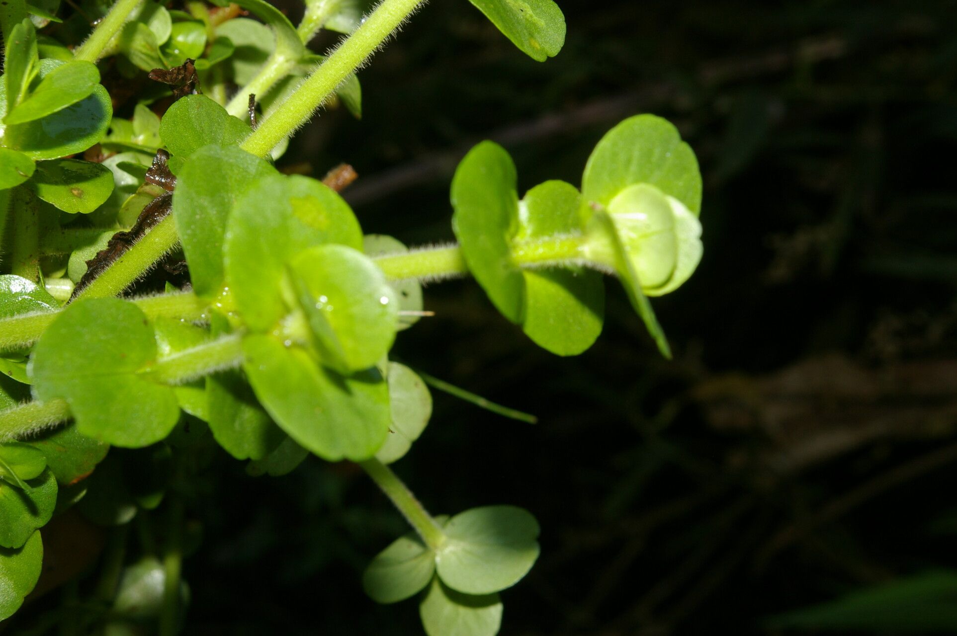 Bacopa salzmannii habit